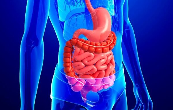 Sistema Digestório - Anatomia e funções