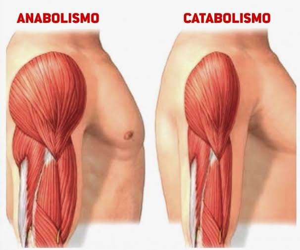 Anabolismo E Catabolismo O Que é Mercado Bom Sucesso 6998